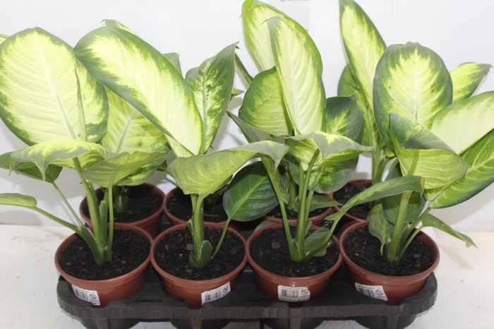 DIEFFENBACHIA TROPIC MARIANA P15