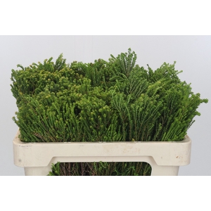 Kaaps Groen Agatosma