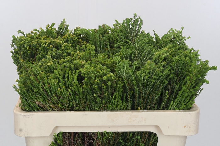 <h4>Kaaps Groen Agatosma</h4>