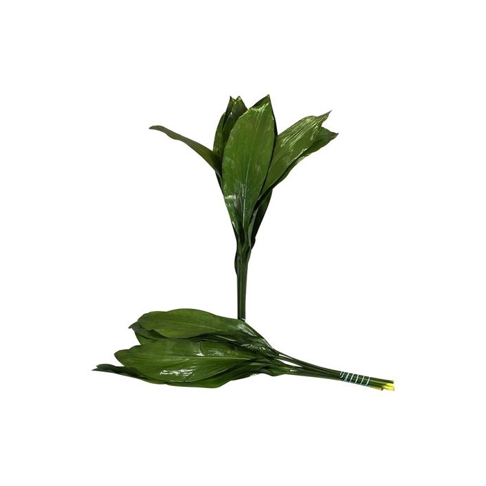 <h4>ASPIDISTRA  80 CM GT</h4>