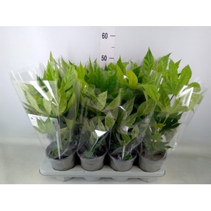 Fatsia japonica 'Variegata'