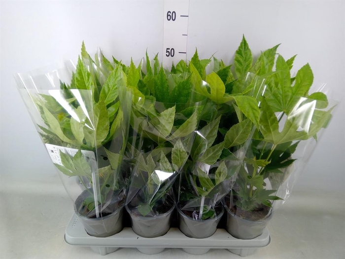 <h4>Fatsia japonica 'Variegata'</h4>