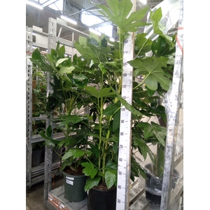 Fatsia japonica   ...