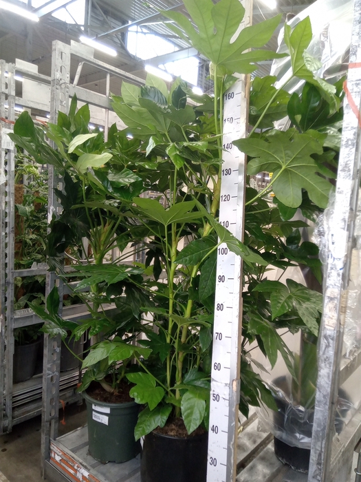 <h4>Fatsia japonica   ...</h4>