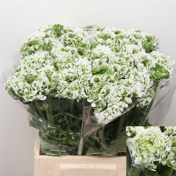 <h4>Ran Ponpon Igloo Green White Super</h4>