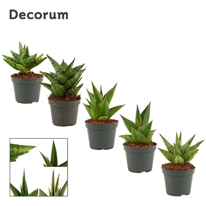 Sansevieria Crown Mix 6 cm (Decorum)
