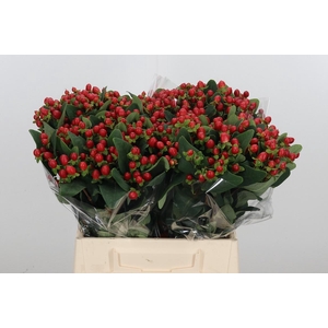 Hypericum Androsaemum