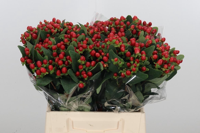 <h4>Hypericum Androsaemum</h4>