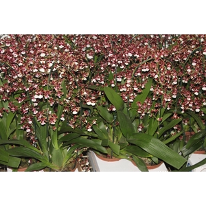 ONCIDIUM SHARRY BABY P14 MIN 2 HT