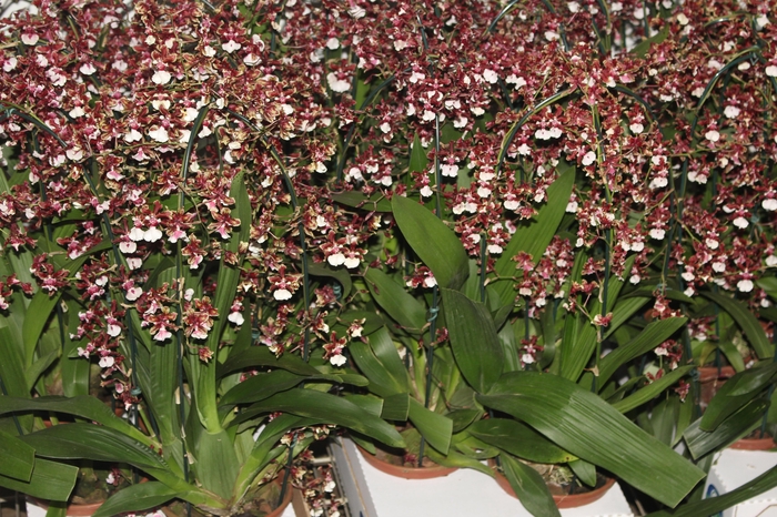 <h4>ONCIDIUM SHARRY BABY P14 MIN 2 HT</h4>
