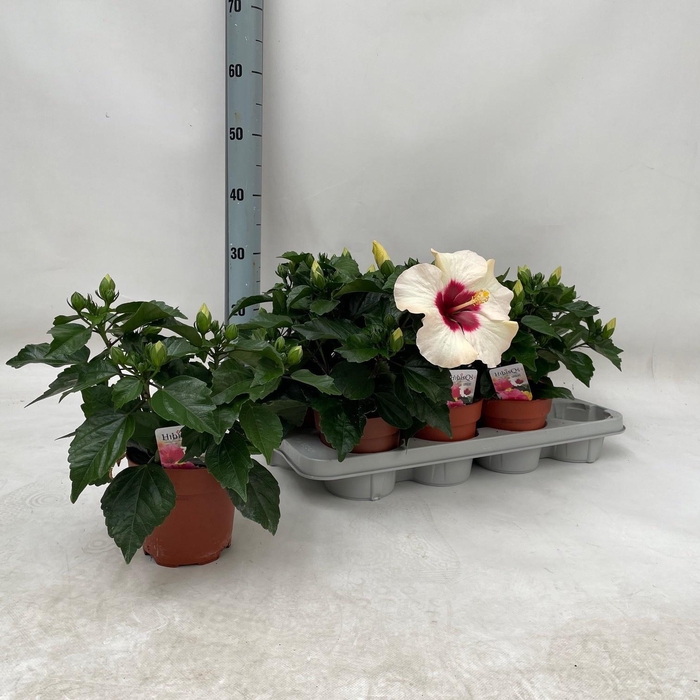 <h4>HIBIS ADONIC PEARL</h4>