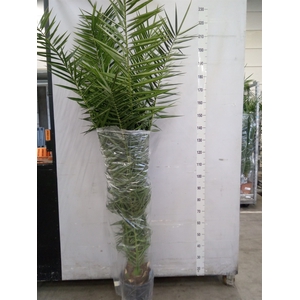 Phoenix canariensis