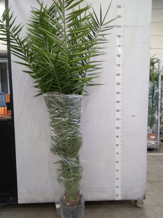 <h4>Phoenix canariensis</h4>