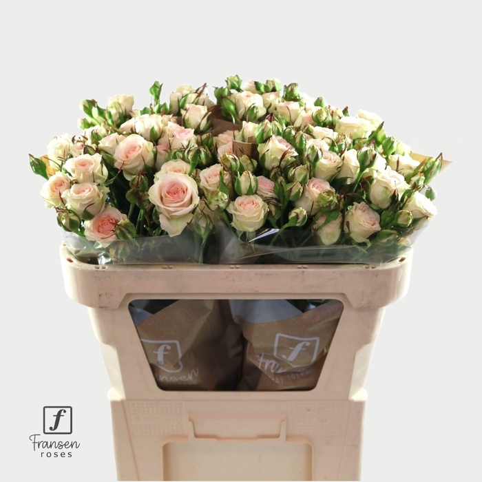 <h4>R TR Pinky Promise 70cm</h4>