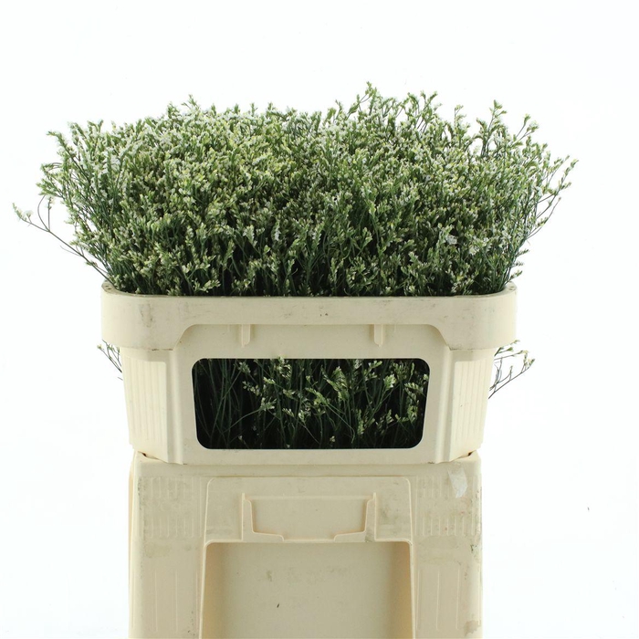 <h4>Limonium Cool Diamond</h4>