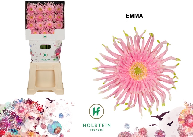 <h4>Gerbera Pasta Emma Diamond</h4>