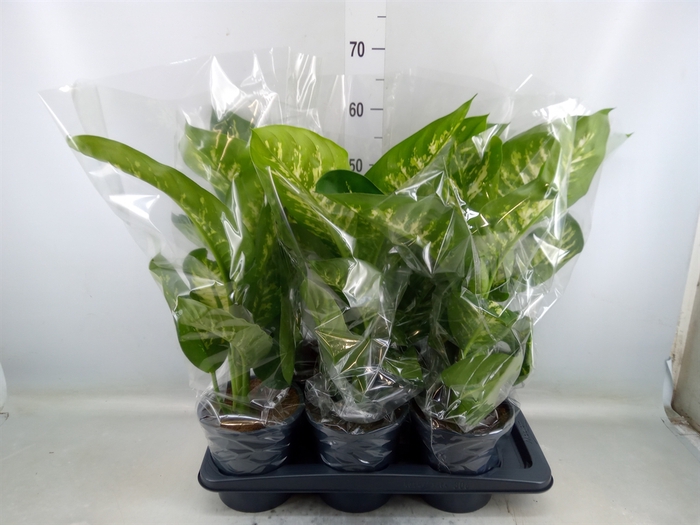 <h4>Dieffenbachia seg. 'Tropic Snow'</h4>