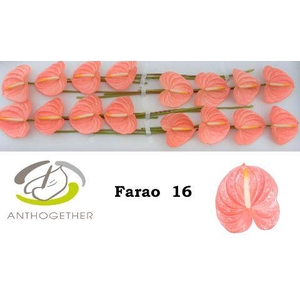 Anthurium Farao