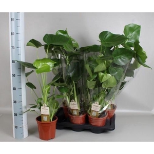 MONSTERA DELICIOSA