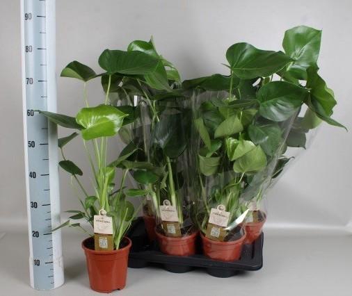 <h4>MONSTERA DELICIOSA</h4>