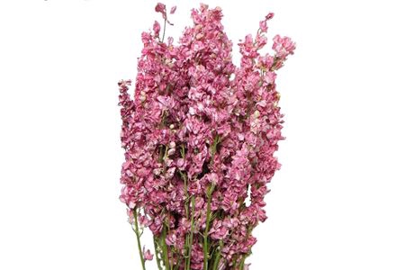 <h4>Bunch Delphinium Slv 100g L60</h4>