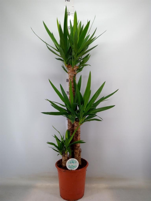 <h4>Yucca   ...</h4>