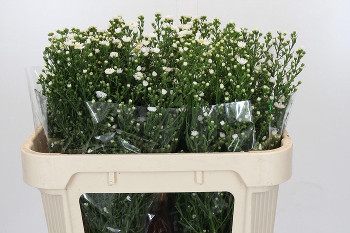 <h4>Aster Paquita</h4>