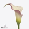 Zantedeschia blushing lady