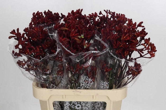 <h4>Anigozanthos Early Spring</h4>