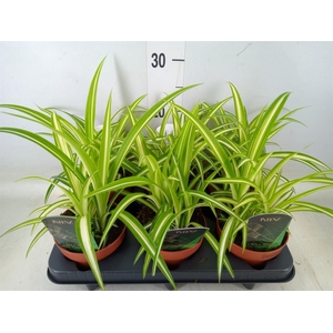 Chlorophytum com. 'Variegatum'