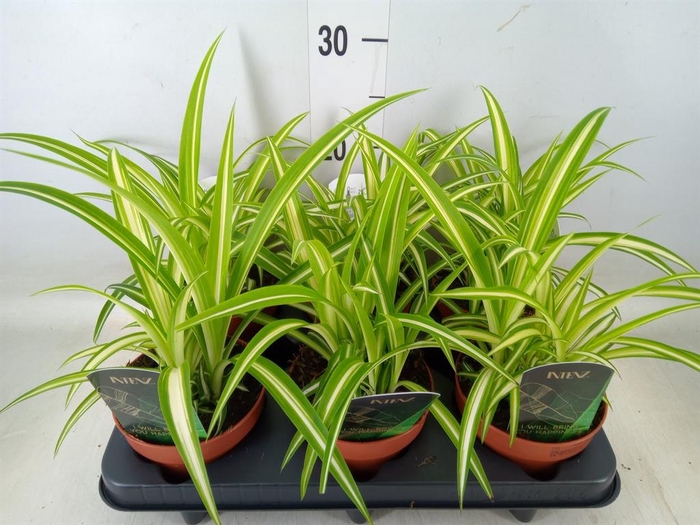 <h4>Chlorophytum com. 'Variegatum'</h4>