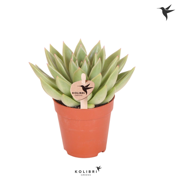<h4>Kolibri Greens Succulenten Echeveria Miranda</h4>