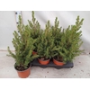 Picea Ab Conica