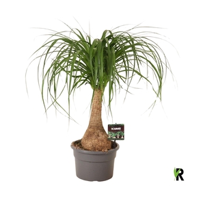 BEAUCARNEA RECUR
