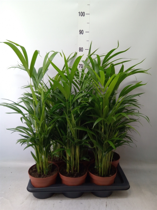 <h4>Dypsis lutescens   ...Chrysalidoca</h4>