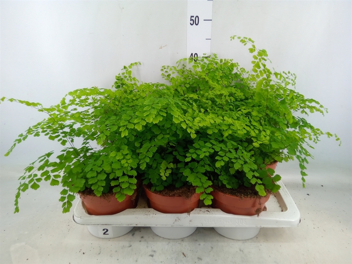 <h4>Adiantum raddi. 'Fragrans'</h4>