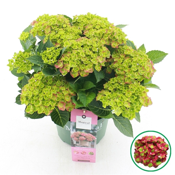 <h4>Hydrangea macr. Magical® 'Greenfire'® Rood C5 (23cm.) Kn.</h4>