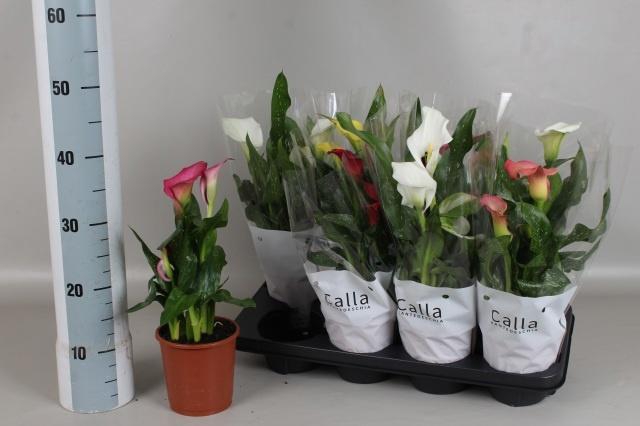 <h4>ZANT GEM 5 KL</h4>