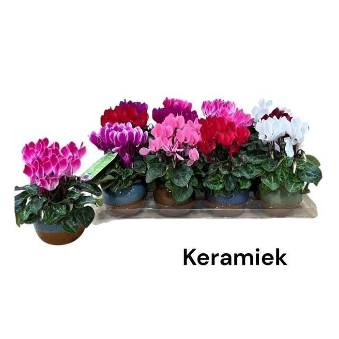 <h4>Cyclamen SS Micro 6Ø 18cm</h4>