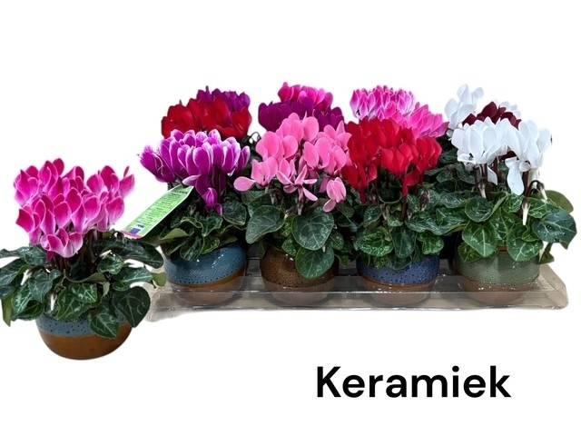 Cyclamen SS Micro 6Ø 18cm