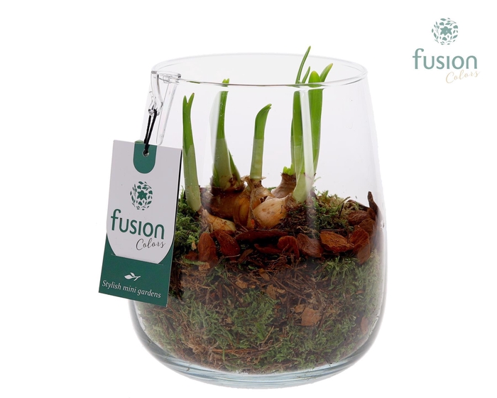 <h4>Glas Alzada klein met Narcissus</h4>