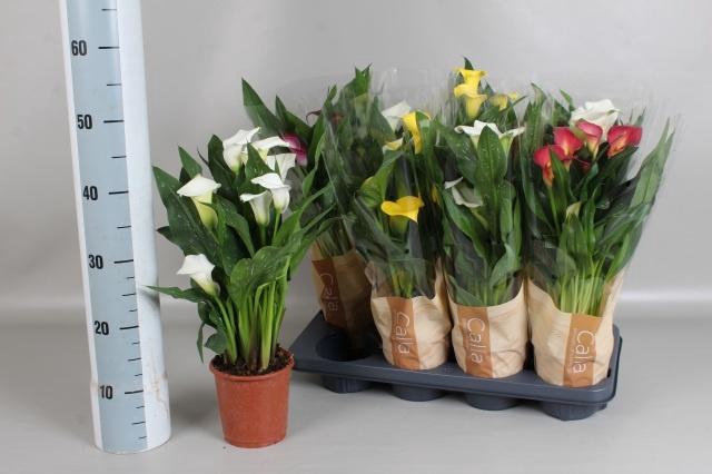 <h4>ZANT GEM 4 KL</h4>