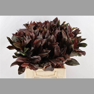 Cordyline Purple Compactum 52cm