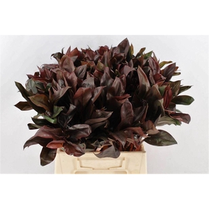 Cordyline Purple Compactum 52cm