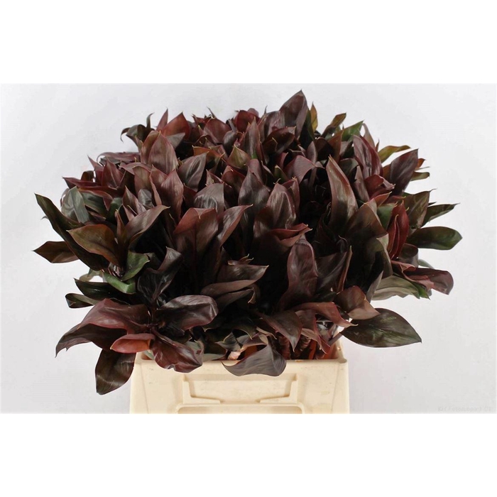 <h4>Cordyline Purple Compactum 52cm</h4>