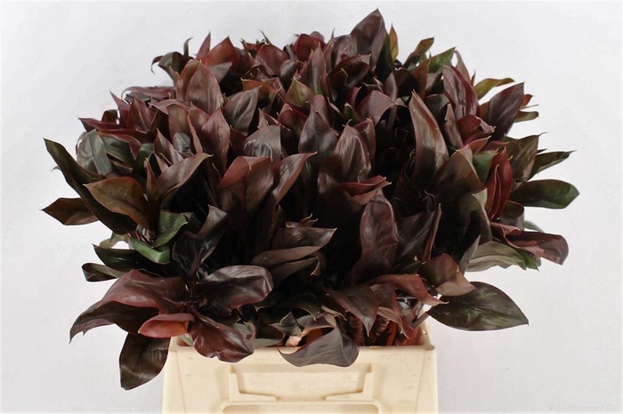 <h4>Cordyline Purple Compactum 52cm</h4>