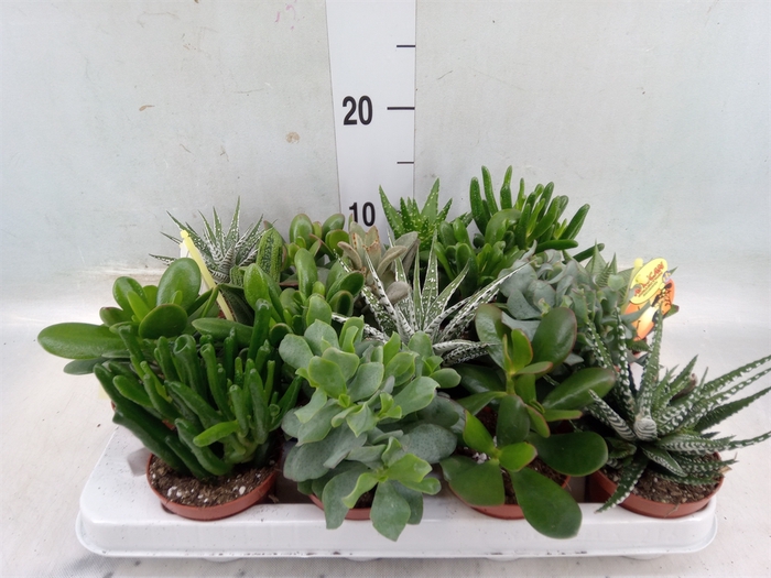 <h4>Crassula   ...mix</h4>