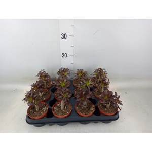 Aeonium arboreum 'Atropurpureum'