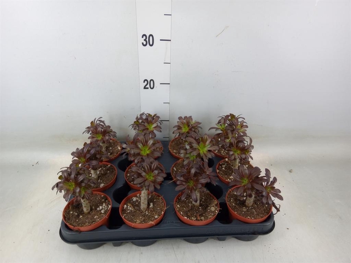 <h4>Aeonium arboreum 'Atropurpureum'</h4>