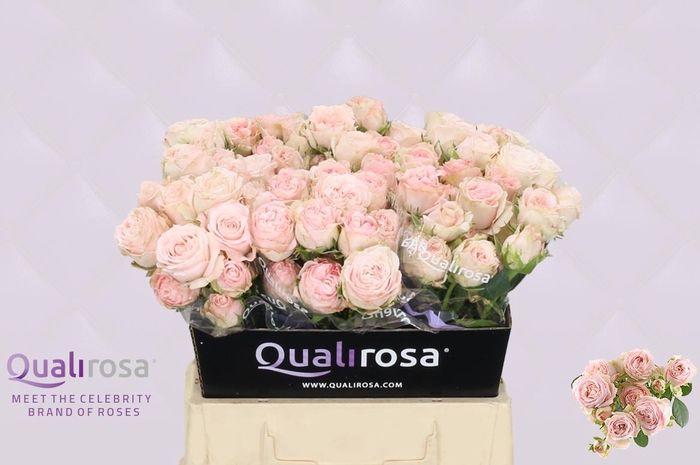 <h4>R Tr Bombastic 3-4</h4>